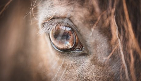 Wstrząsająca historia: Czterolatek staranowany przez konia w gminie Mniów