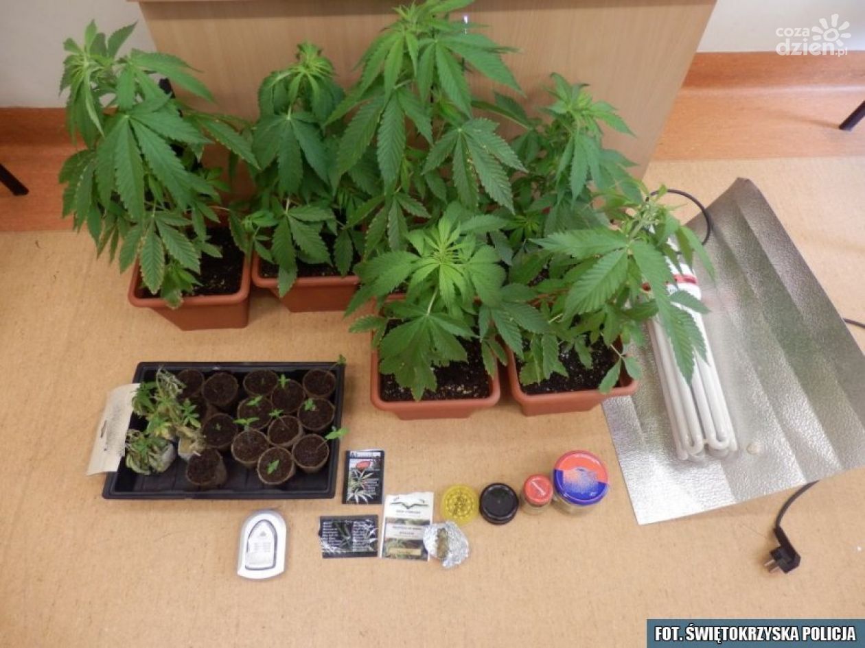 Ostrowiec Świętokrzyski. 41-latek uprawiał konopie
