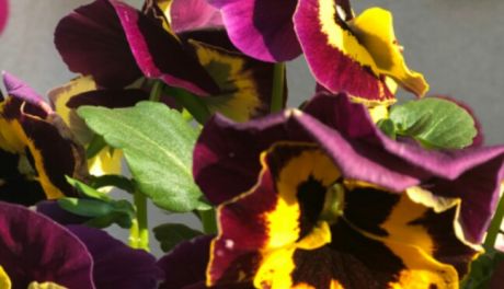 Kwiaty, kwiaty, wszędzie kwiaty...