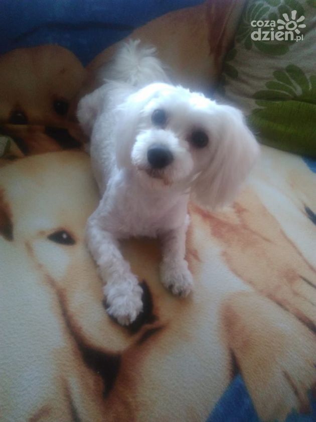 Zobacz najfajniejsze psiaki i kotki naszych Czytelników