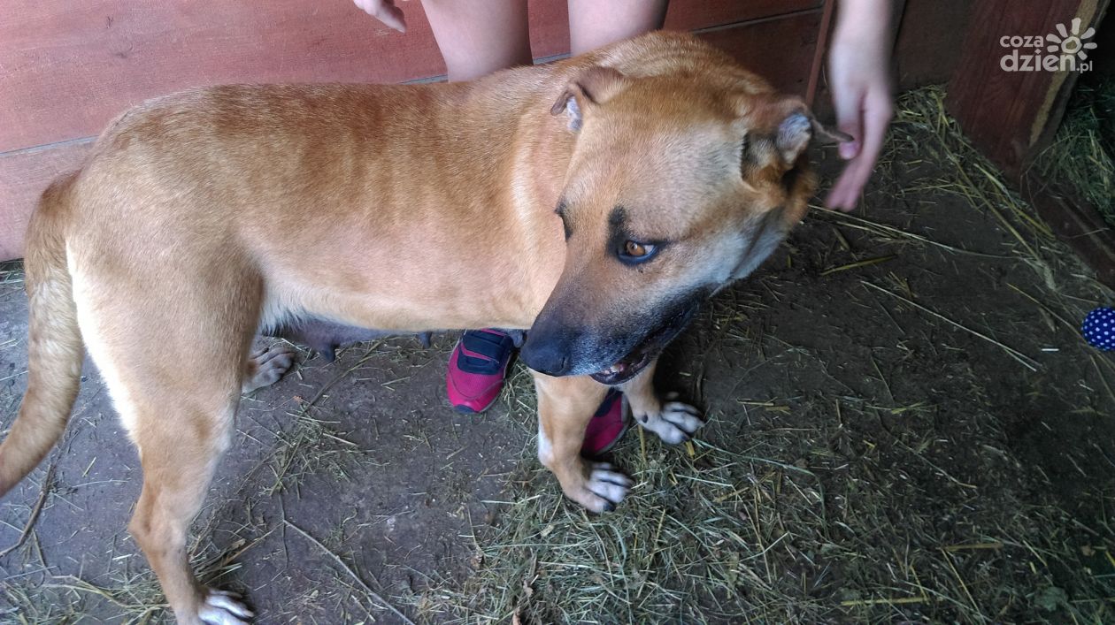 Zobacz najfajniejsze psiaki i kotki naszych Czytelników