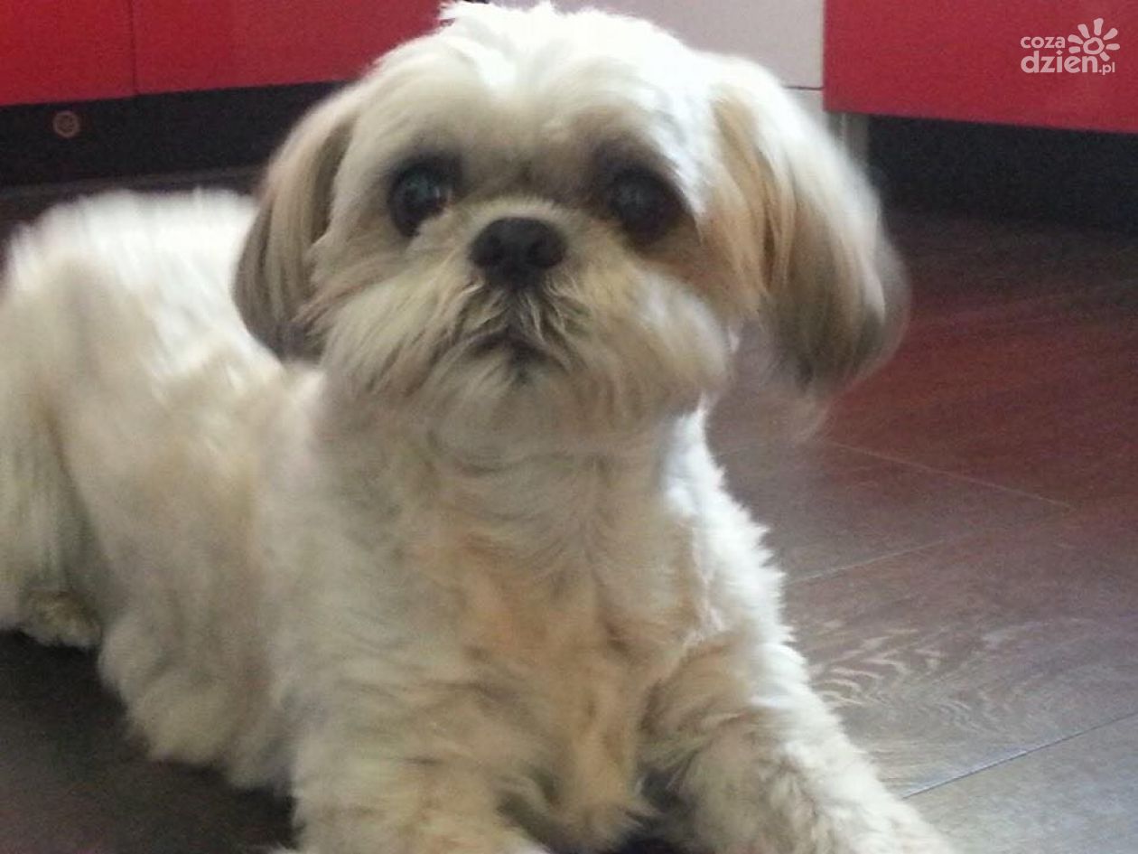 Zobacz najfajniejsze psiaki i kotki naszych Czytelników