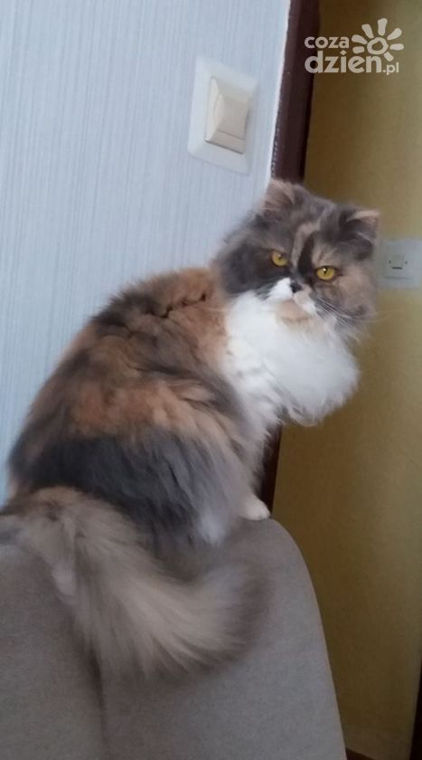 Zobacz najfajniejsze psiaki i kotki naszych Czytelników