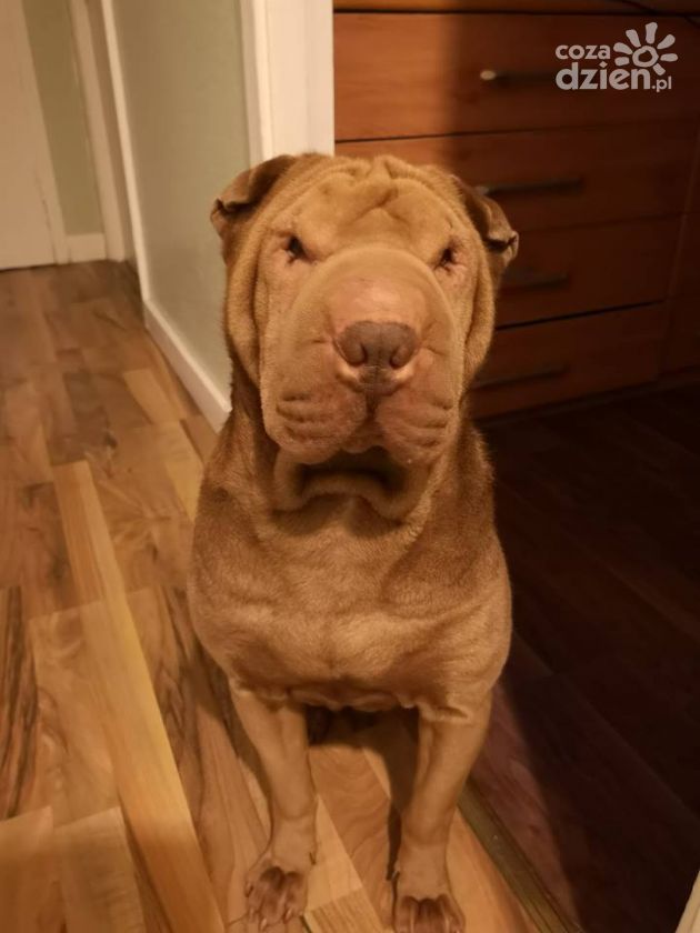 Zobacz najfajniejsze psiaki i kotki naszych Czytelników