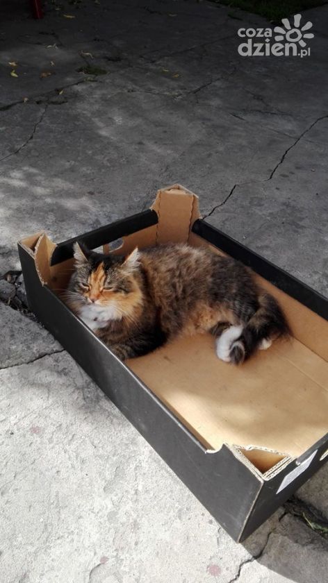 Zobacz najfajniejsze psiaki i kotki naszych Czytelników