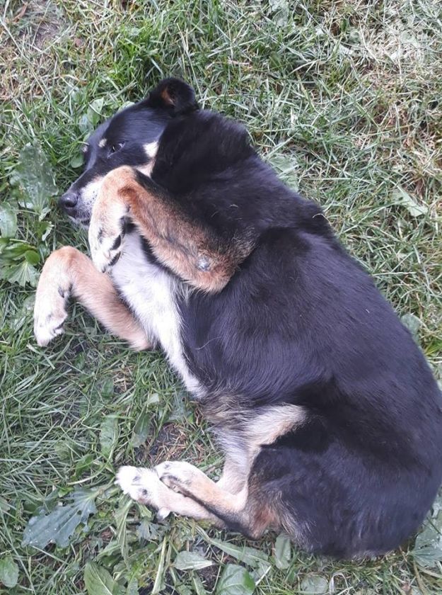 Zobacz najfajniejsze psiaki i kotki naszych Czytelników