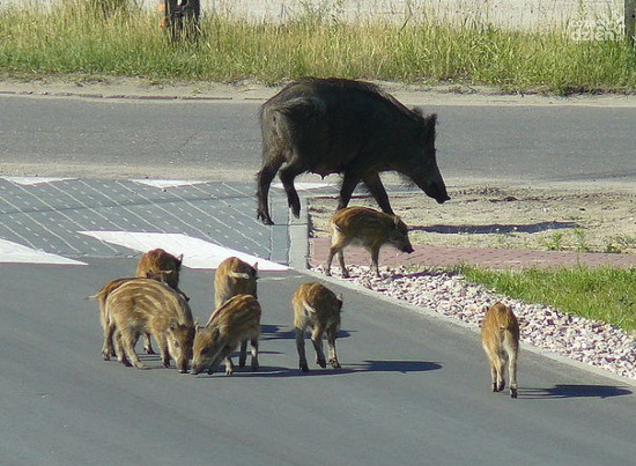 Ogniska ASF w lasach Nadleśnictwa Ostrowiec 