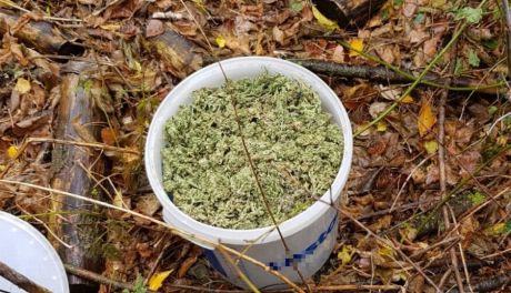 ĆMIELÓW - wiaderka z marihuaną i areszt