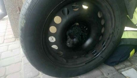 Szczeniak uwięziony w feldze - pomogli strażacy