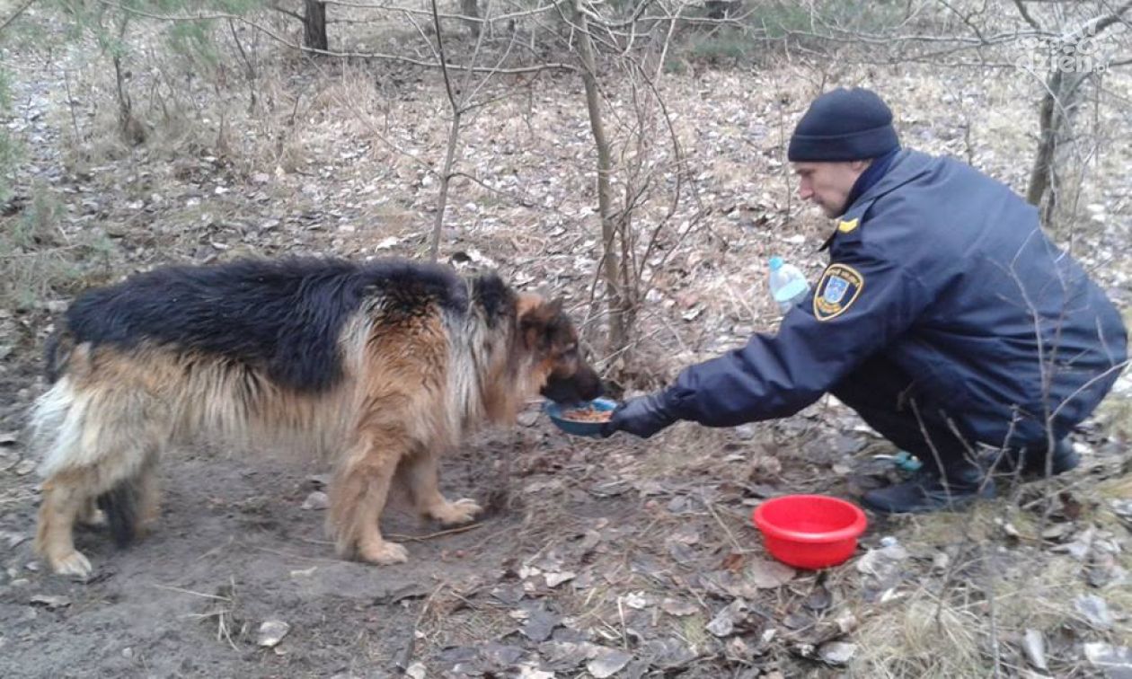 Pies uwięziony we wnykach - pomogli strażnicy