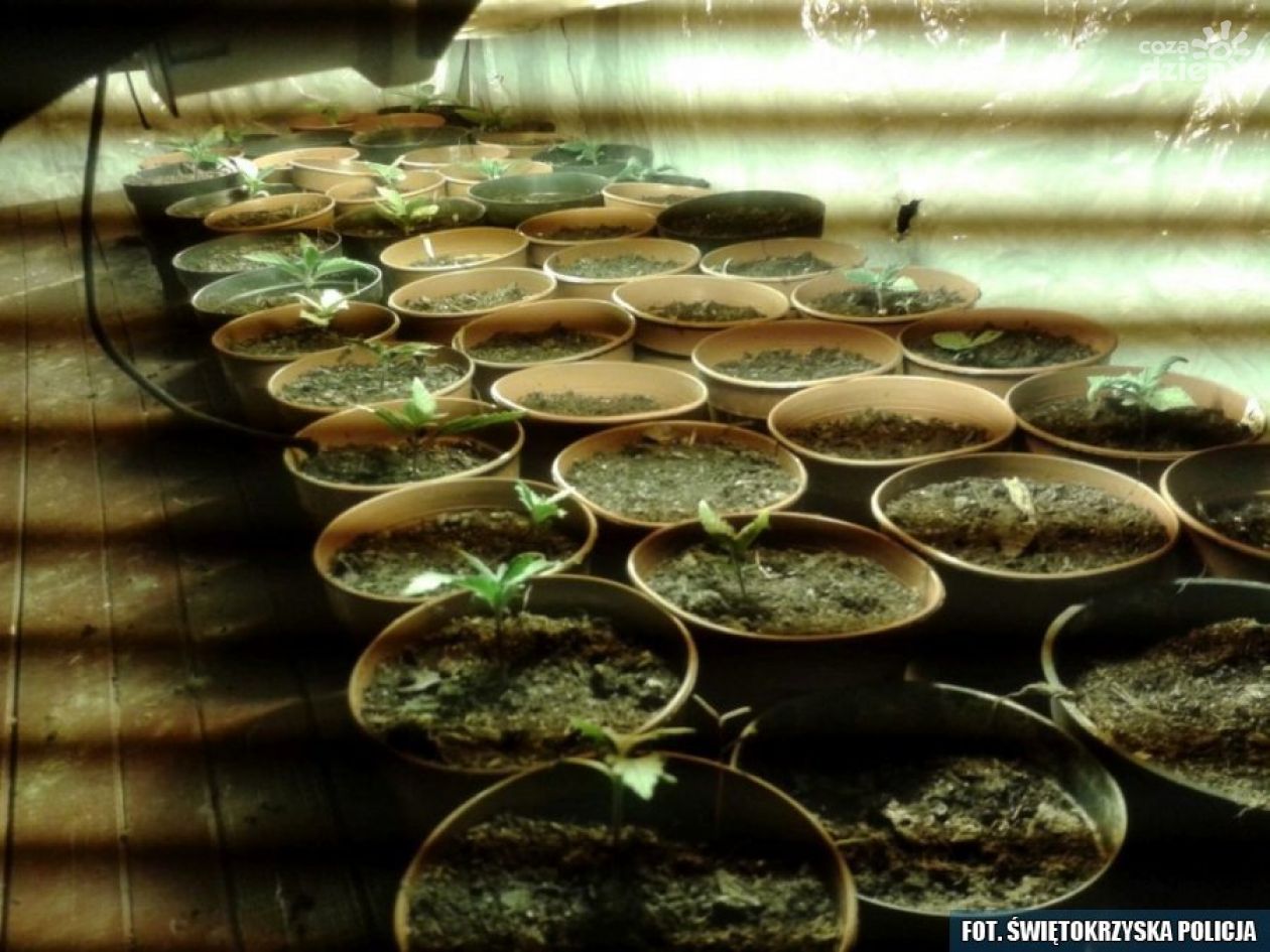 Kolejne narkotykowe zatrzymanie