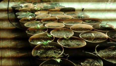 Kolejne narkotykowe zatrzymanie