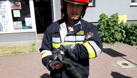 Strażacy na ratunek gołębiowi