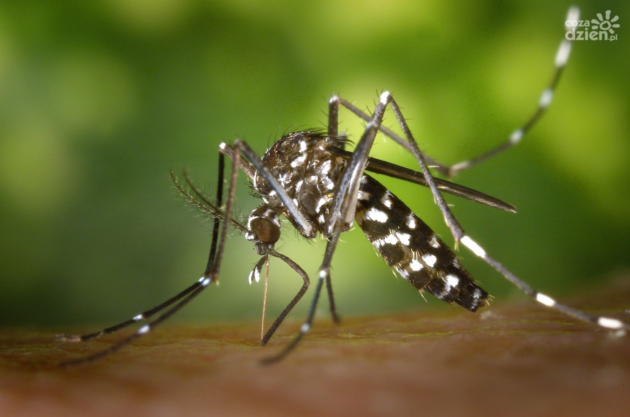 Miasto wypowiedziało wojnę komarom