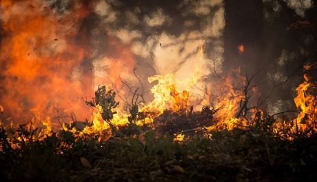 Leśnicy apelują - lasy zagrożone pożarami