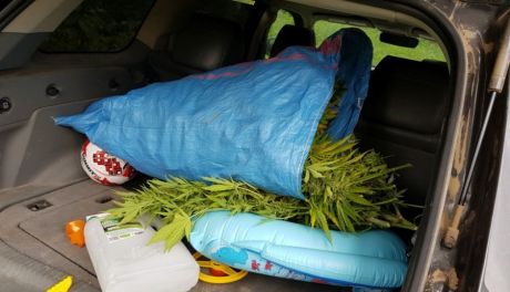 W lesie uprawiał konopie 