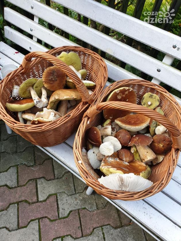 Trwa wielkie grzybobranie!