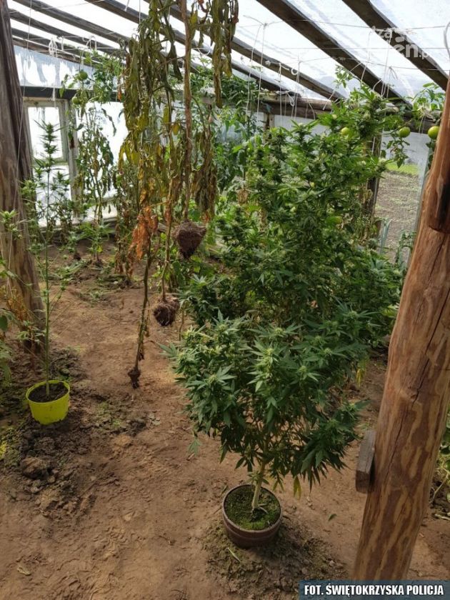 Sadził marihuanę, odpowie przed sądem