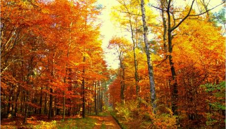 Dziś rozpoczyna się astronomiczna jesień