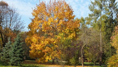 Złota jesień w ostrowieckim parku