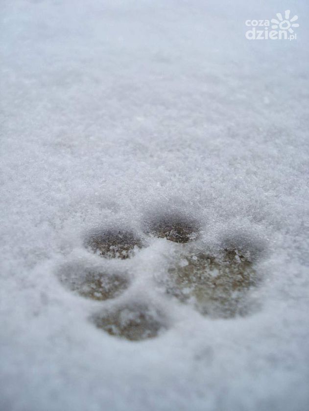 Pies i zima - zapewnij mu odpowiednie warunki