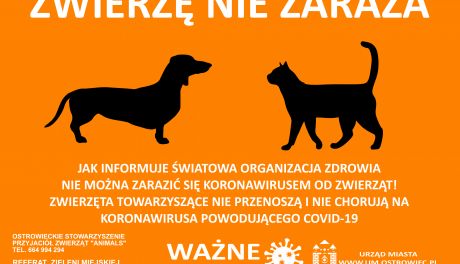 Koronawirus. Zwierzę nie zaraża
