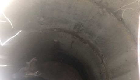 Sarna w studni. Do akcji wkroczyli strażacy