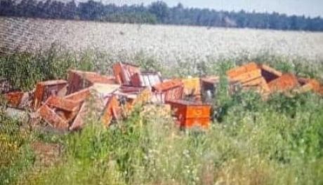 Dewastacja uli! Ucierpiało 300 pszczelich rodzin