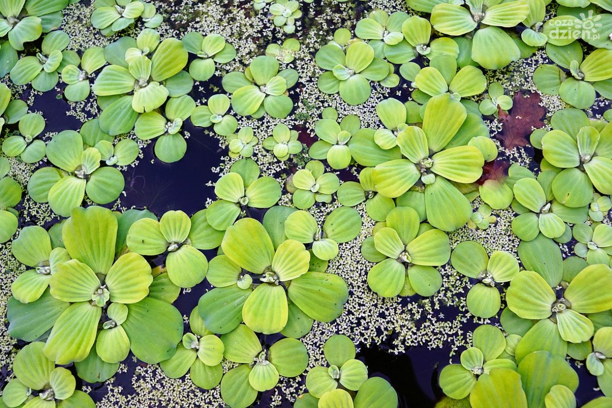 Korzyści zastosowania przydomowej oczyszczalni ścieków