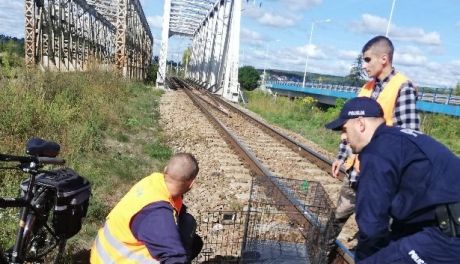 Nietypowa akcja policjantów - uratowali rannego psa