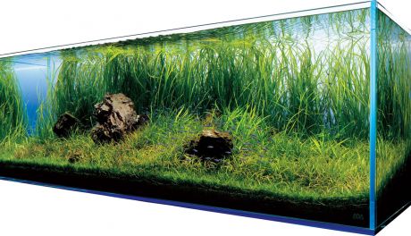 Akwarystyka dla początkujących