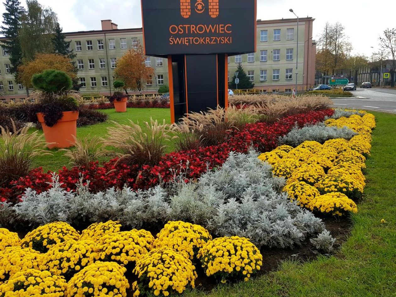 Samorządowcy wspierają producentów chryzantem