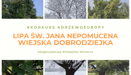 Lipa św. Jana Nepomucena walczy tytuł Europejskiego Drzewa Roku 2021