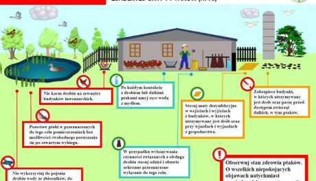 Ptasia grypa w Ćmielowe - wojewoda określił zasady, których należy przestrzegać w celu ochrony gospodarstwa! 
