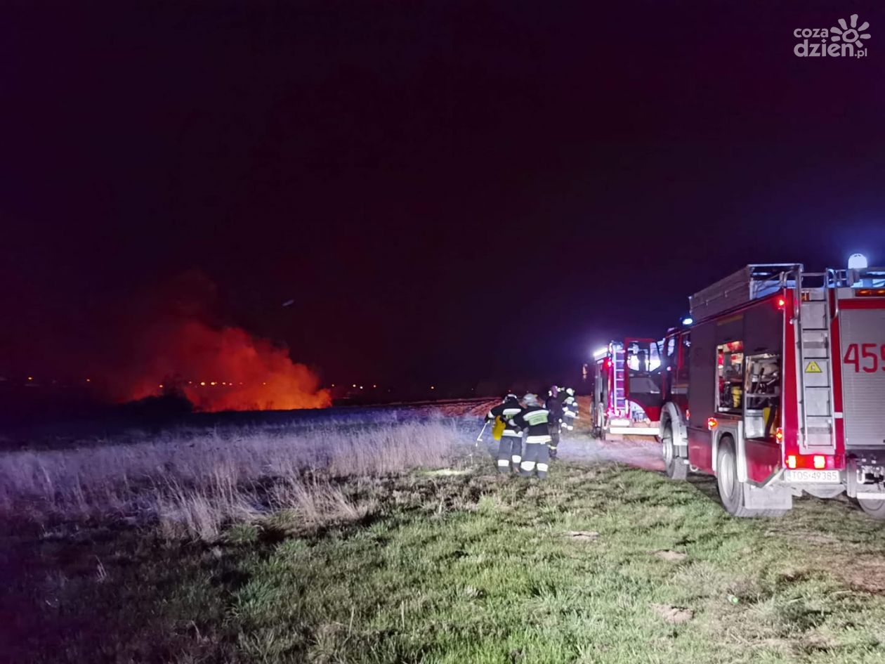 Trwa czarna seria pożarów traw 