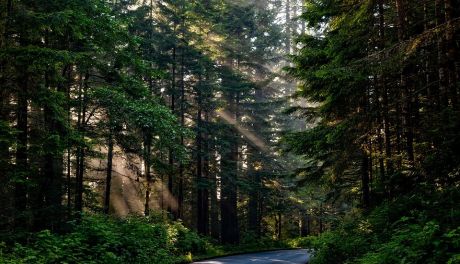 Jak dobrze przygotować się do wycinki drzew?