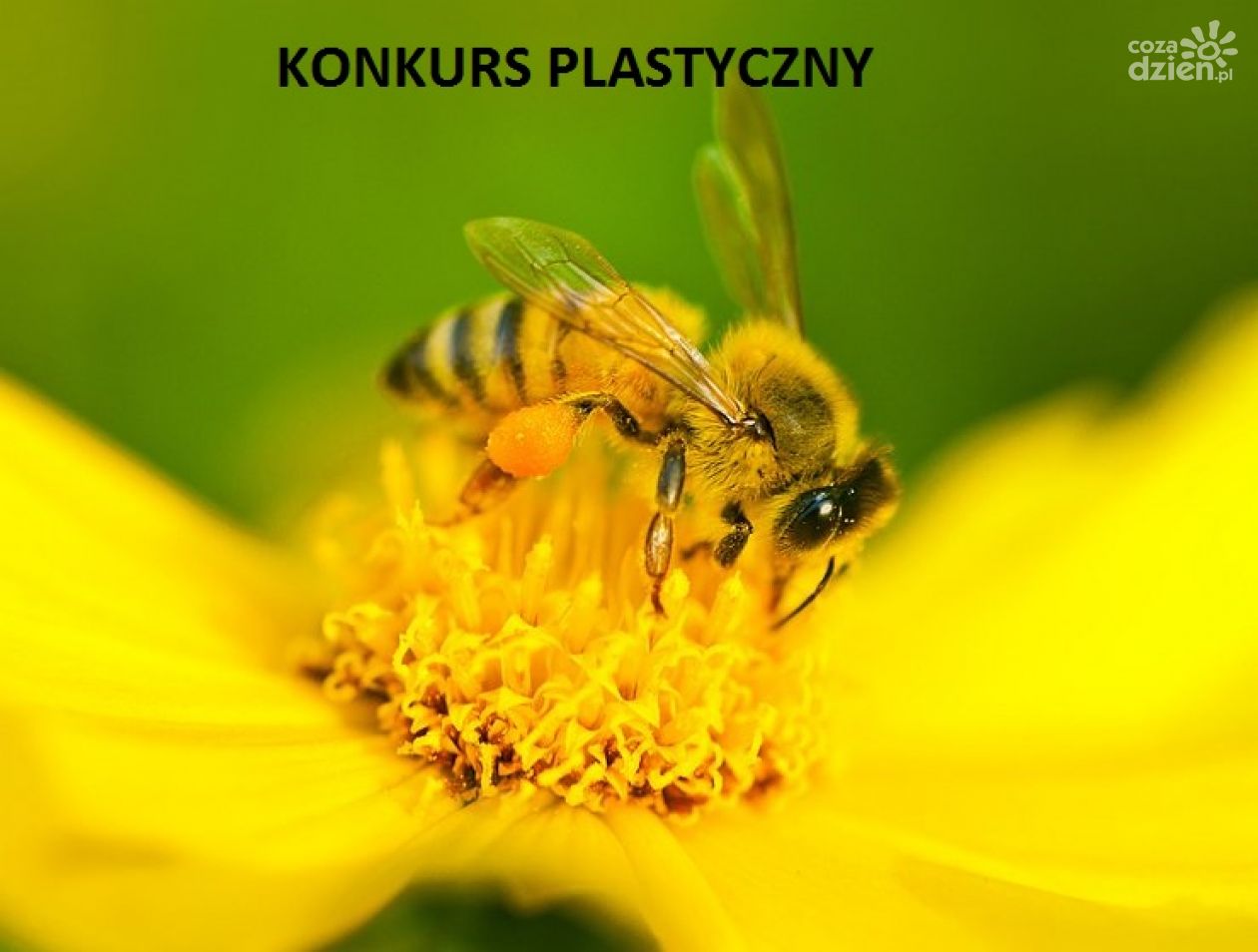 Konkurs plastyczny „Pszczoły – nasze życie”