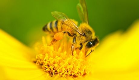 Konkurs plastyczny „Pszczoły – nasze życie”