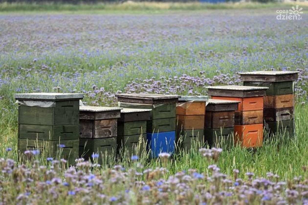 Finansowa pomoc dla pszczelarzy 