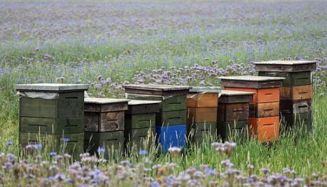 Finansowa pomoc dla pszczelarzy 
