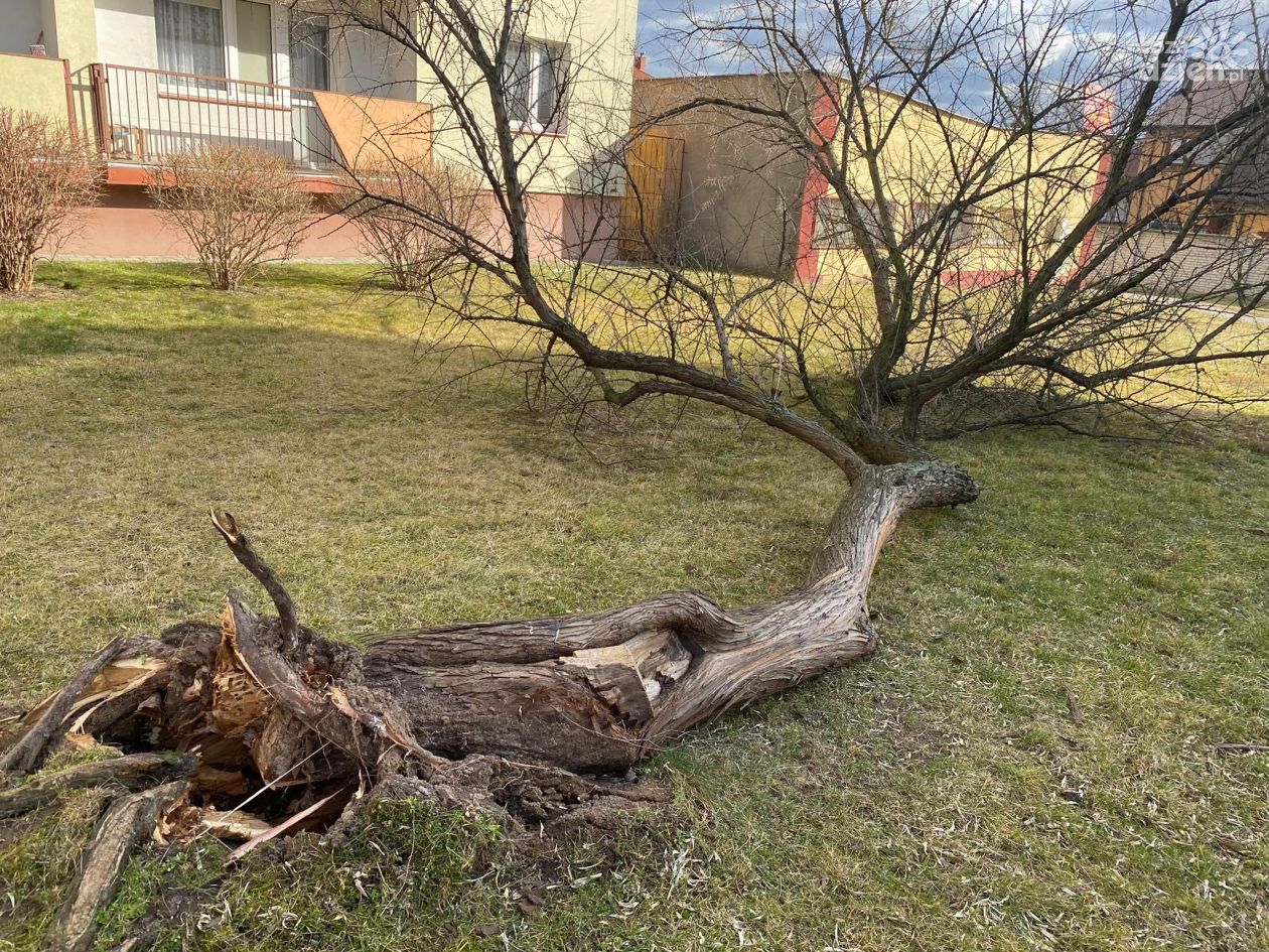 Powalone drzewa, zerwane linie energetyczne