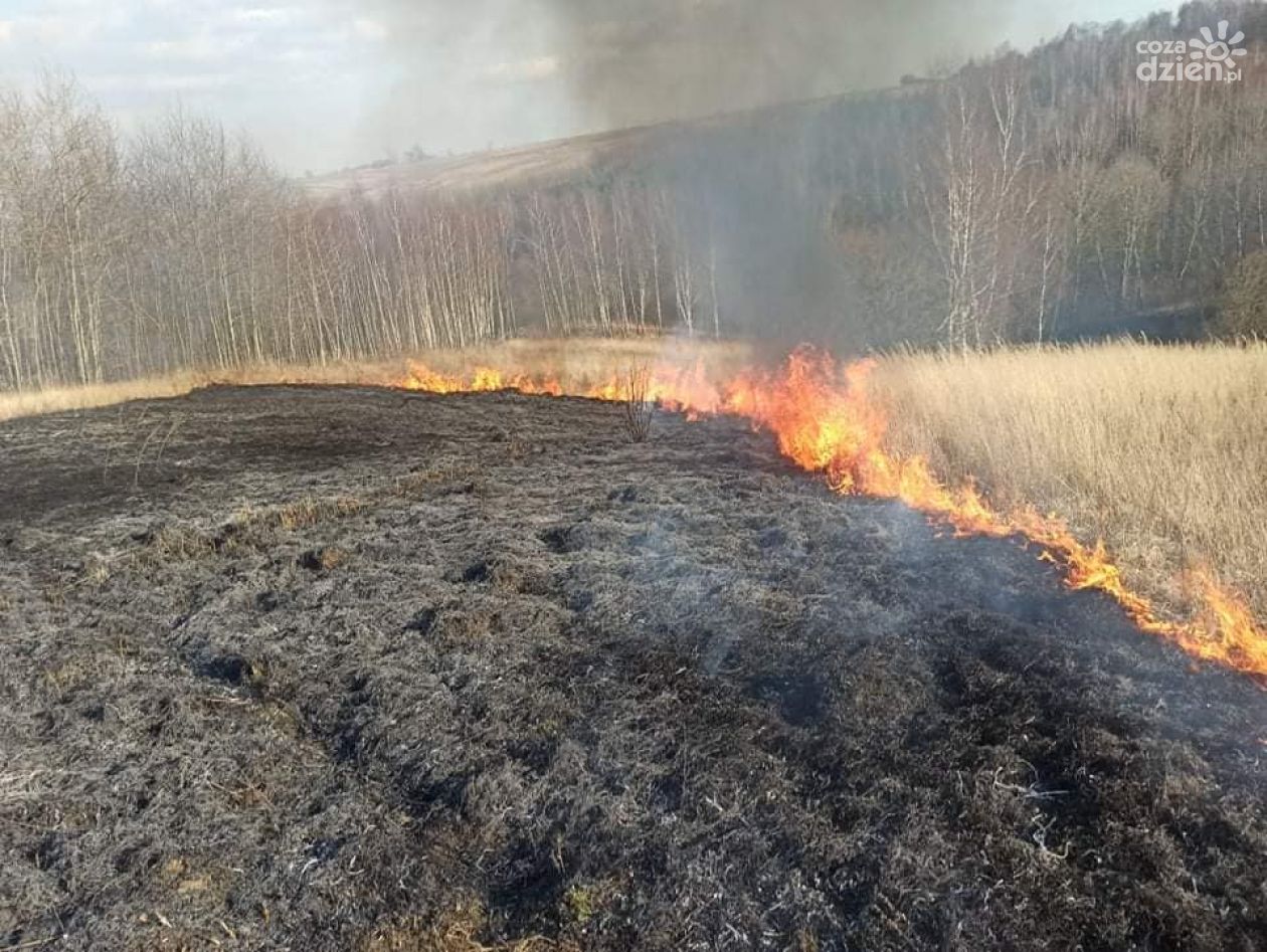 Plaga wiosennych pożarów traw