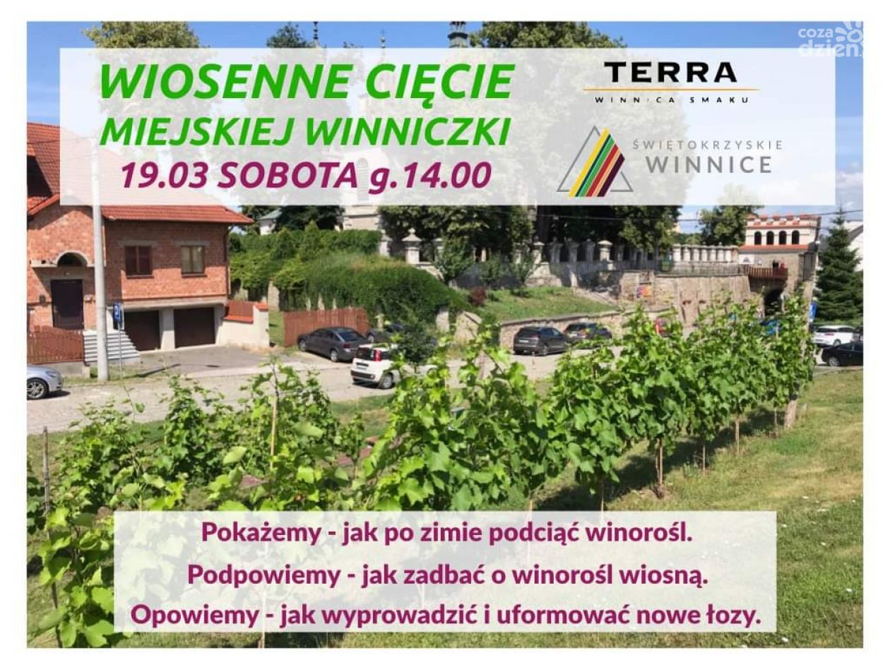 Wiosenne podcinanie winorośli