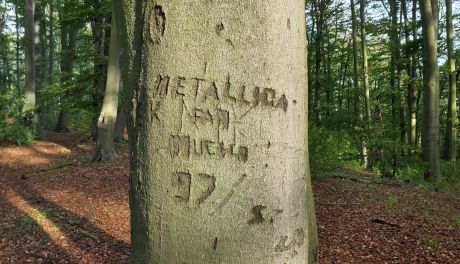 Rezerwat Bukowa Góra zamknięty. Powód? Łamiące się drzewa