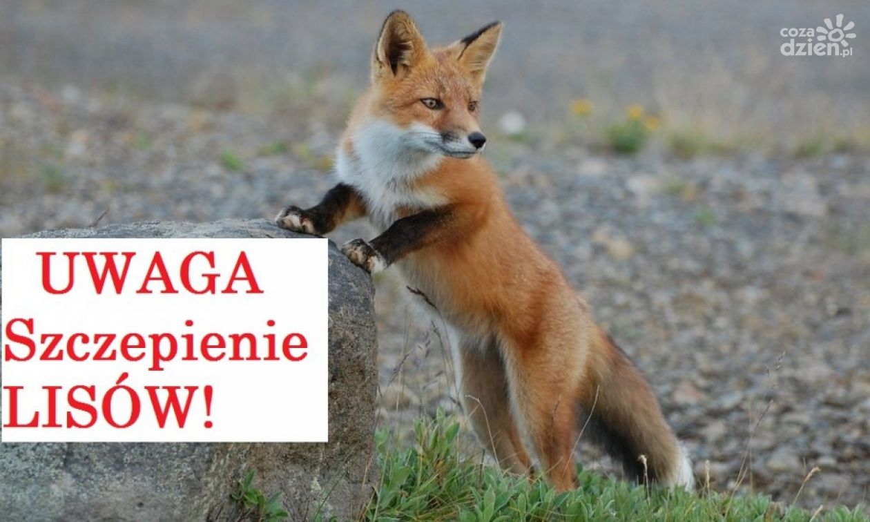 Szczepienia lisów przeciwko wściekliźnie