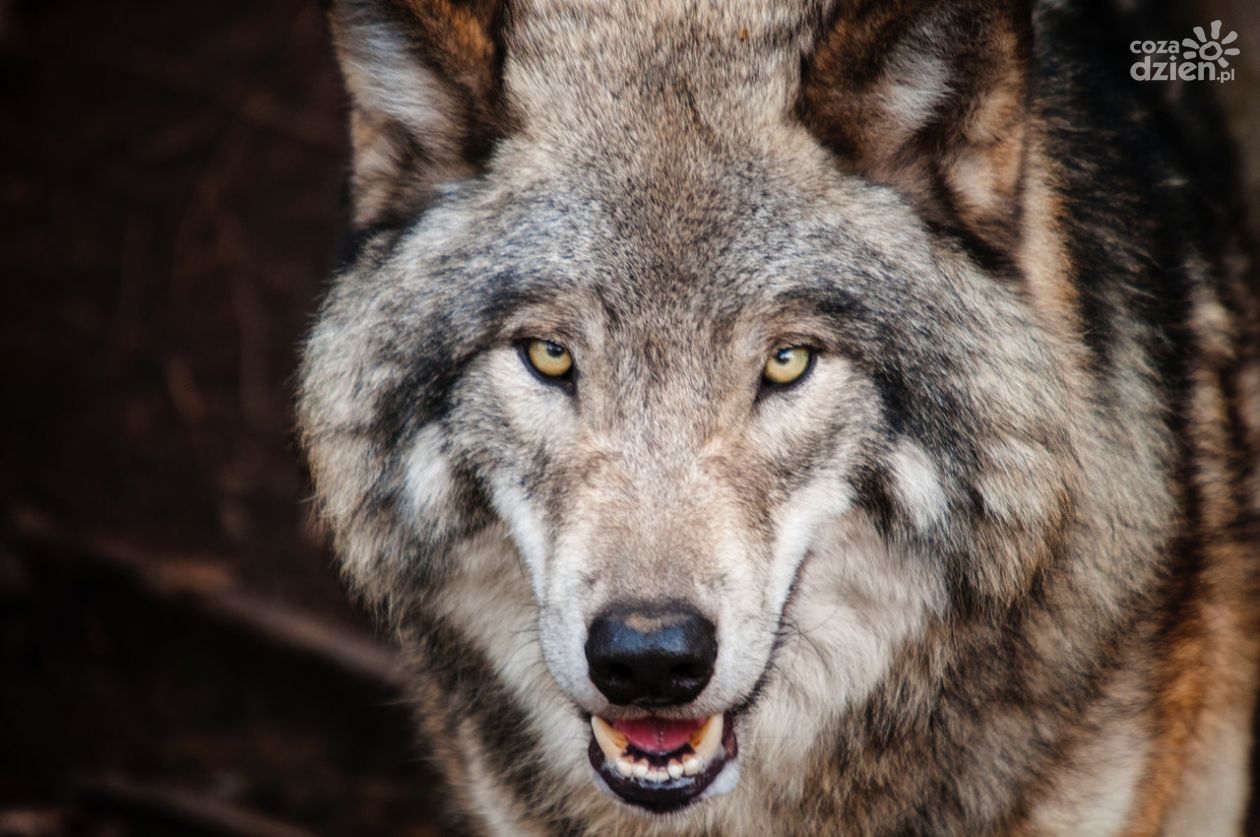 Nie taki wilk straszny, jak go malują. O wilkach w regionie świętokrzyskim opowiada Fundacja SAVE