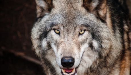 Nie taki wilk straszny, jak go malują. O wilkach w regionie świętokrzyskim opowiada Fundacja SAVE