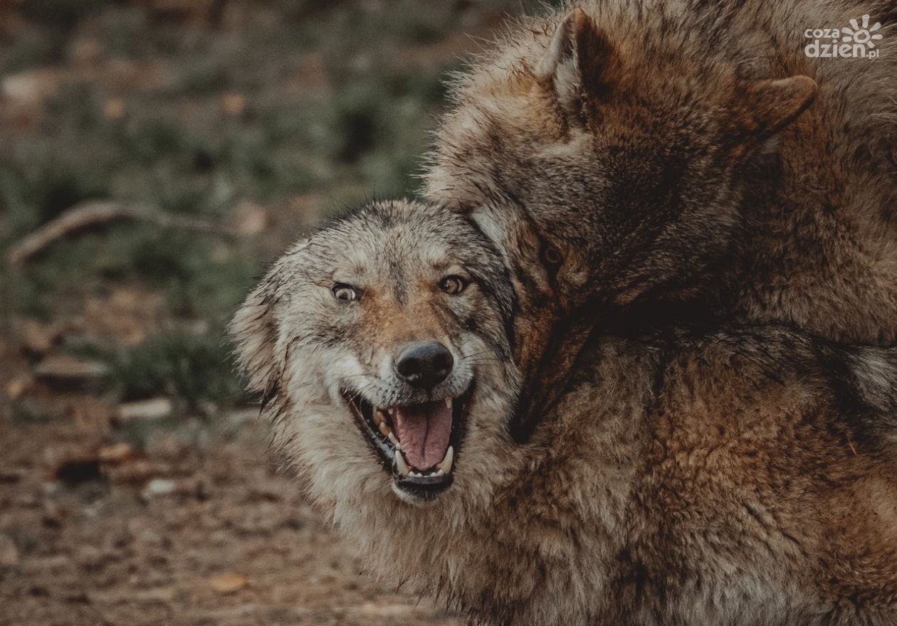 Jakie sekrety skrywają wilki? Dowiecie się podczas „Wilczego rendez-vous”