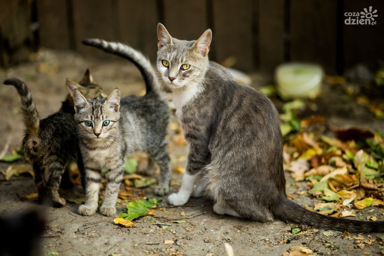 Kielce będą wspierać Społecznych Opiekunów Kotów