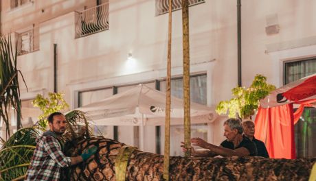 Afrykańskie palmy dotarły do Kielc